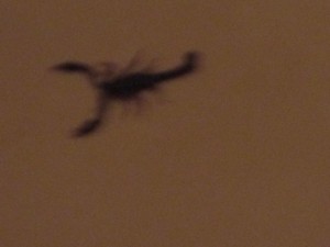 Skorpion in der Badewanne